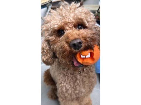 Yeni doğan toy poodle bebek surat yavrular