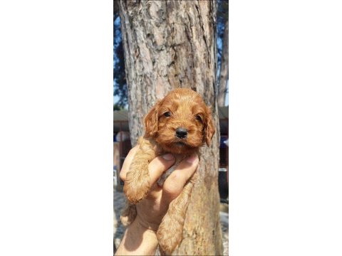 Maltipoo yavruları