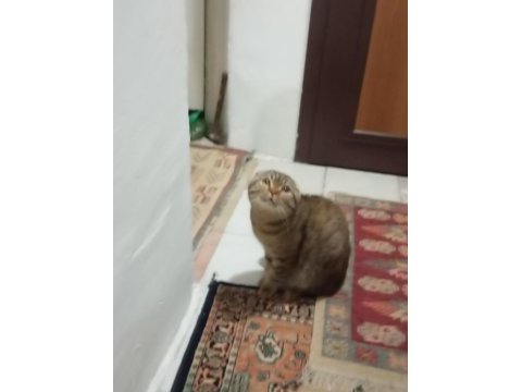 Scottish fold kedimizi sahiplendirme
