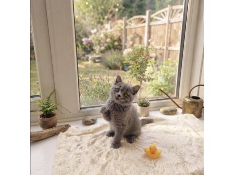 2 aylık erkek british shorthair