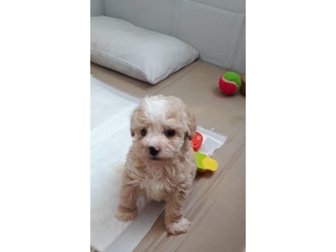 2,5 aylık maltipoo yavru