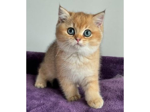 İnci tanemiz golden british shorthair