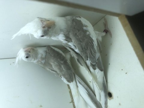 3 aylık wf sultan papağanı