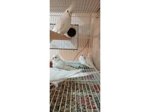 Albino sultan papağanı 4 adet yavru