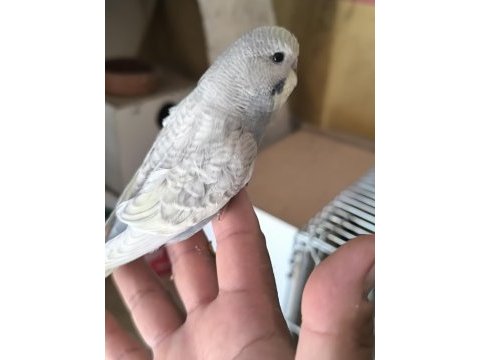 Bir erkek ve bir dişi yavru muhabbet kuşumuz
