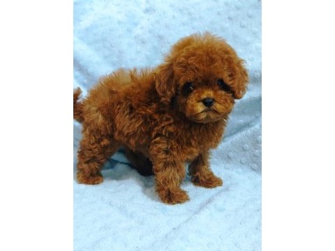 Daha güzel poodle varsa karşımıza çıksın
