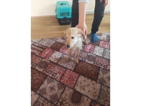 Harika golden retriever yavrusu