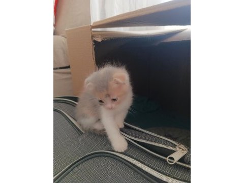 Yavru kedilere yuva aranıyor