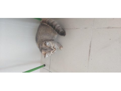 3 aylık british longhair
