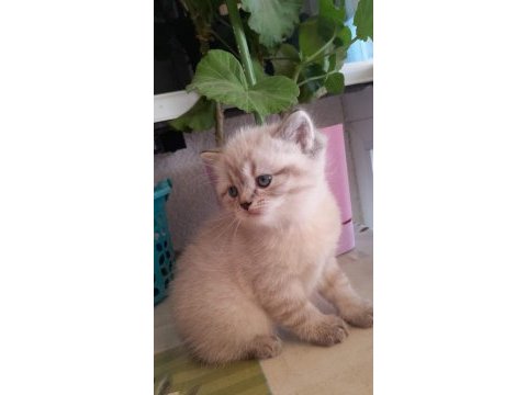 Yeni yuvalarına gitmeye hazır british shorthair kediler