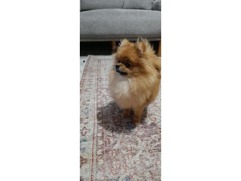 Micro baby face gülen yüz pomeranian