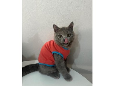 Tombik kedimiz mücomuz yuva arıyor