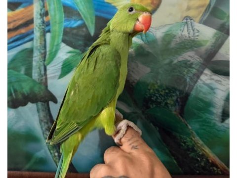 El besleme pakistan papağanı 81 ile gönderim