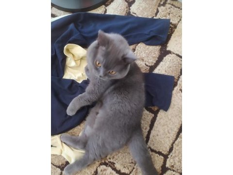 Sahiplendirme british shorthair