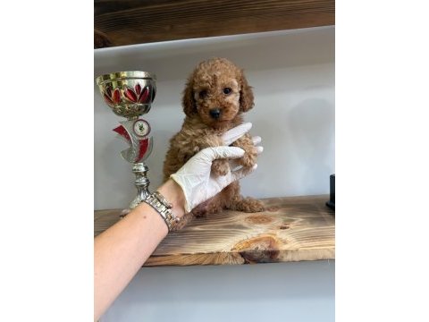 1. kalite maltipoo