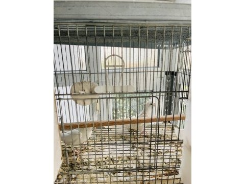Albino sultan papağanı takımı