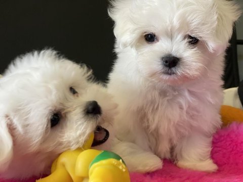 Show kalite tea cup kore kan maltese yavrularımız