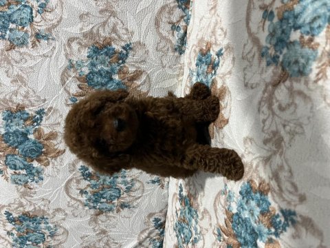 Toy poodle bebekler
