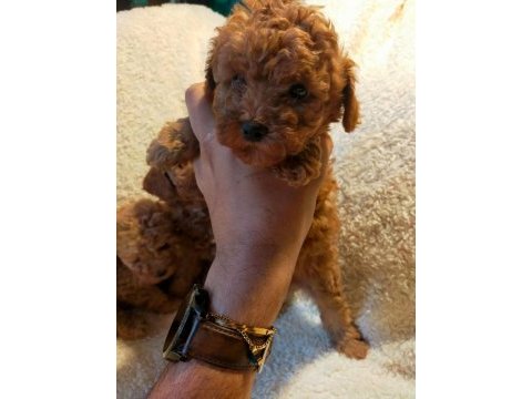 Ankranın en seçkin toy poodle yavruları ziyarete açık