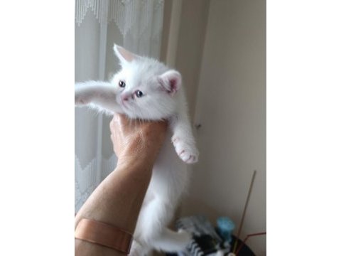 British shorthair dişi