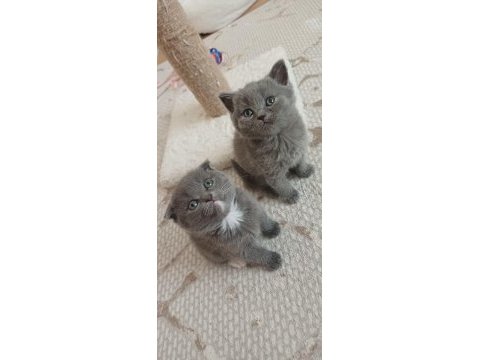 Pamuk şeker kediler yeni sahibini bekliyor 50 günlükler