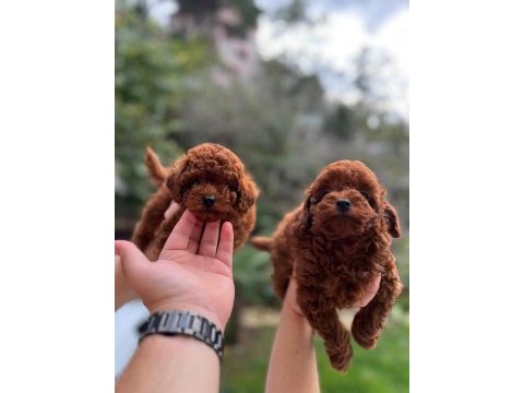 Red brown toy poodle erkek bebeklerimiz