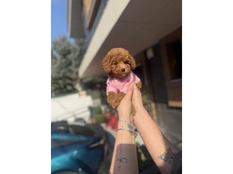 Toy poodle köpeklerimiz