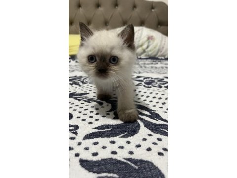 45 günlük blue point kedimiz