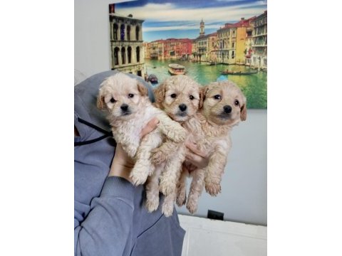 Sağlık ve ırk garantili maltipoo yavrular