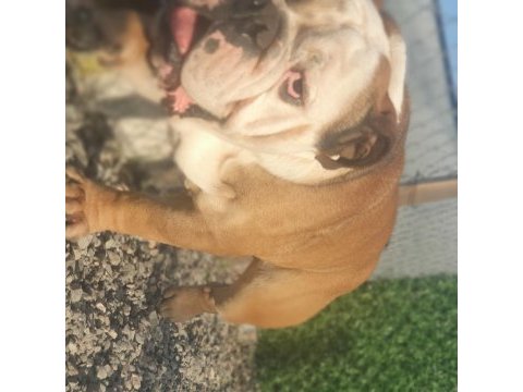 Damızlık 16 aylık 3 dişi ve 1 erkek bulldog