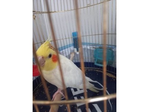 4 yaşında adı carlos erkek sultan papağanı