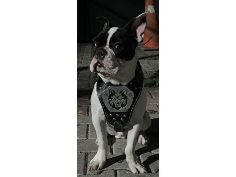 6 aylık erkek fransız bulldog