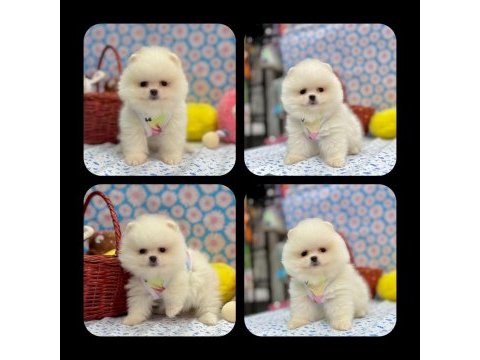Mersin pomeranian boo ayı surat