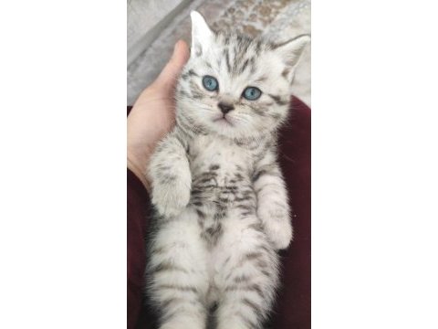 Safkan british shorthair yavrularımız yeni yuvasını arıyor