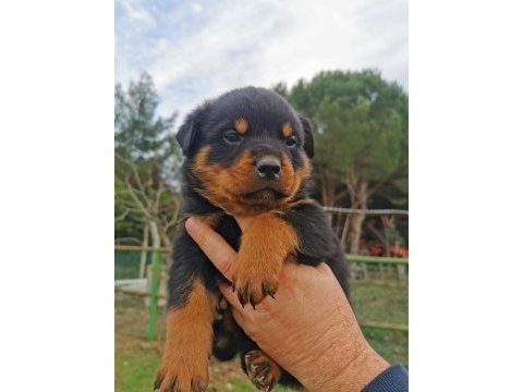 Dünya şampiyonu rottweiler torunları