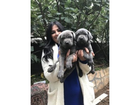 Blue dev gibi cane corso yavrularım