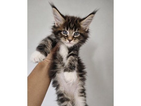 Maine coon dev kediler üst kaliteli