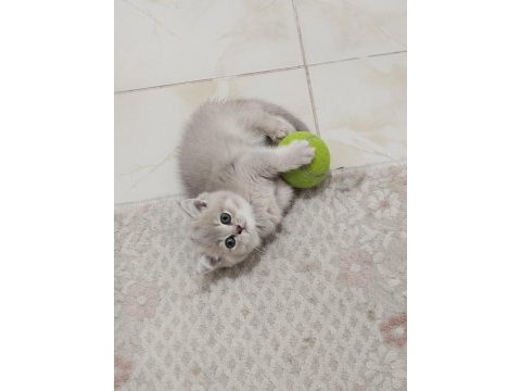 Safkan british shorthair golden yavru