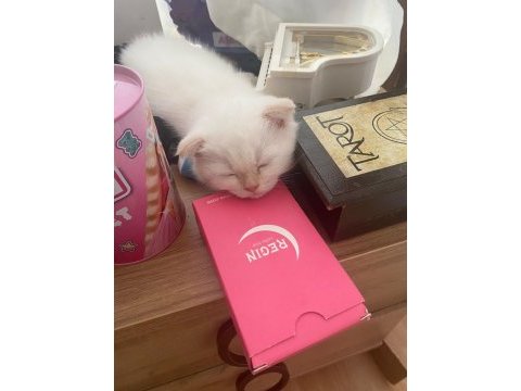 2.5 aylık erkek scottish kedi