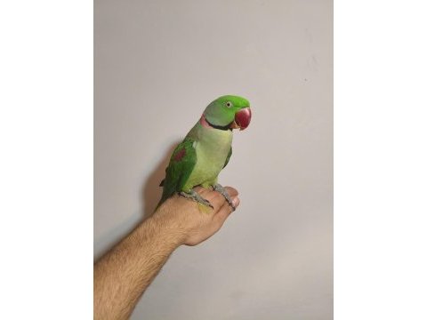 Acil satılık iskender papağanı