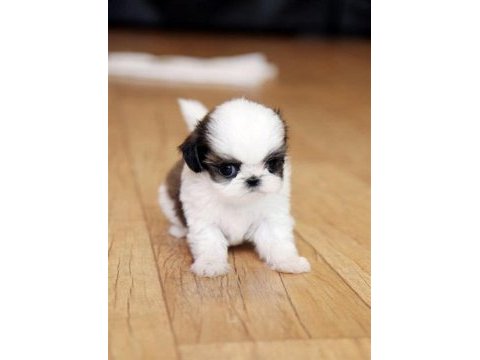 A kalite dişi ve erkek shih tzu bebeklerimiz