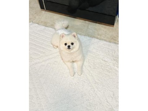 Teacup kore dişi pomeranian
