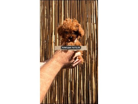 Orjinal kore poodle