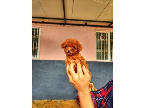 Toy poodle için doğru adres mi arıyorsunuz?