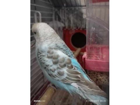 Güzel vasıflı muhabbet kuşum