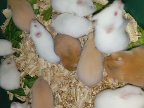Her renkte suriye hamsterları