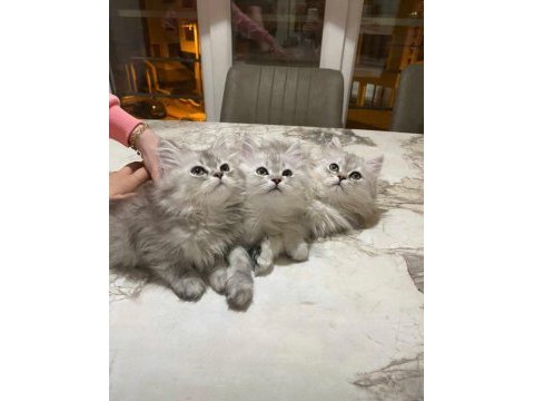 Erkek chinchilla silver yavrularımız