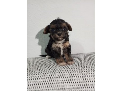 Birbirinden sevimli maltipoo yavrular