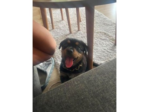 2 aylık bebek rottweiler