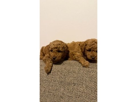 Sevgi dolu poodle yuvalarını arıyorlar